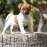 Cucciola jack russell terrier , figlia di campione