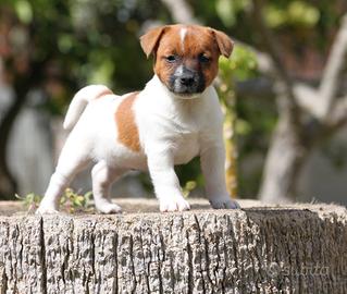 Cucciola jack russell terrier , figlia di campione