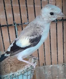 Cardellini