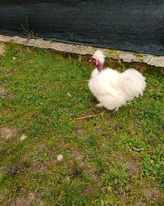 Gallo collo nudo moroseta