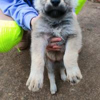 Cuccioli lupo cecoslovacco