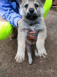 Cuccioli lupo cecoslovacco