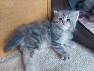 Cuccioli di gatto Siberiano Certificati