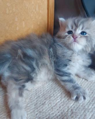 Cuccioli di gatto Siberiano Certificati