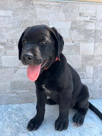 Labrador