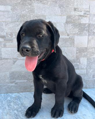 Labrador