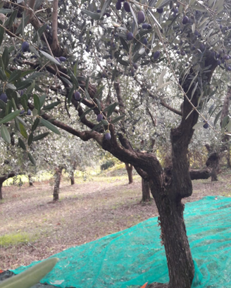 Uliveto qualità buona