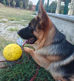 Disponibile cucciolone di 4 mesi pastore tedesco 