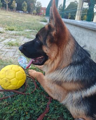 Disponibile cucciolone di 4 mesi pastore tedesco 