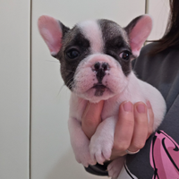 Bouledogue bulldog francese