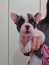 Bouledogue bulldog francese