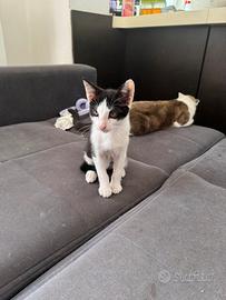 Gattini