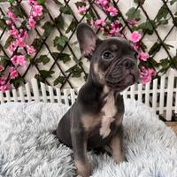 Bulldog francese