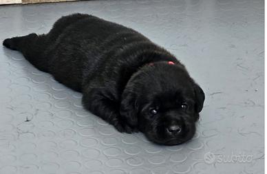 Cuccioli labrador