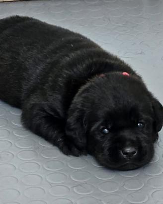Cuccioli labrador