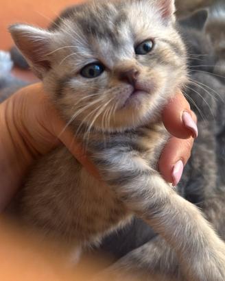 Gattini scottish