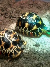Tartarughe