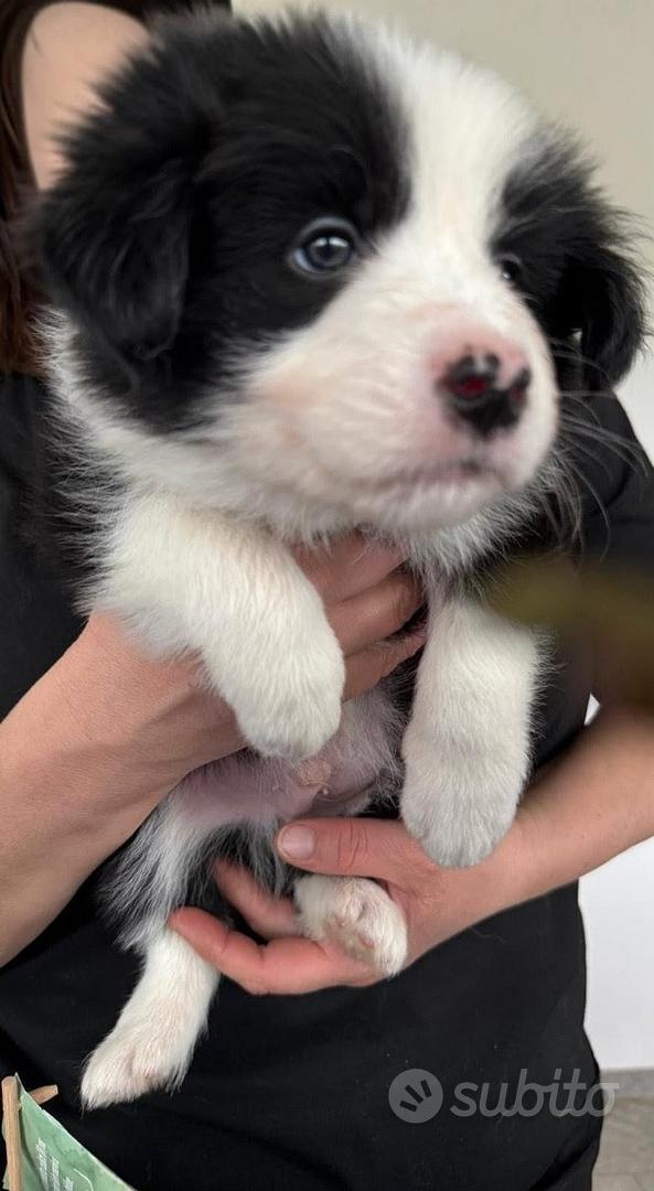 Sottobicchieri Border Collie Con Cucciolo - Sottobicchieri In Sughero Per Birra E Caffè - Regalo Simpatico Per Amanti Dei Cani (Confezione Da 1, 9.5x9.5 Cm)