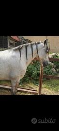 Cavallo spagnolo p.r.e