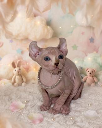 Sphynx