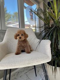 Cucciola barboncino Toy red
