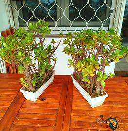 pianta grassa crassula ovata cactus