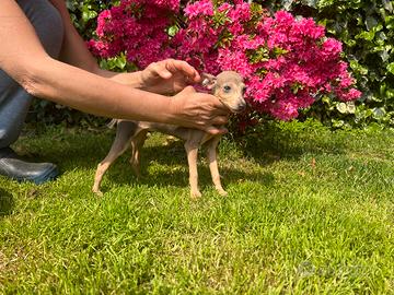 Piccolo Levriero Italiano
