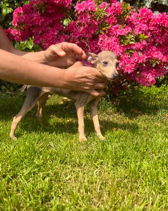 Piccolo Levriero Italiano
