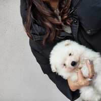 Winnie volpino della Pomerania