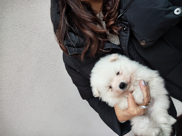 Winnie volpino della Pomerania