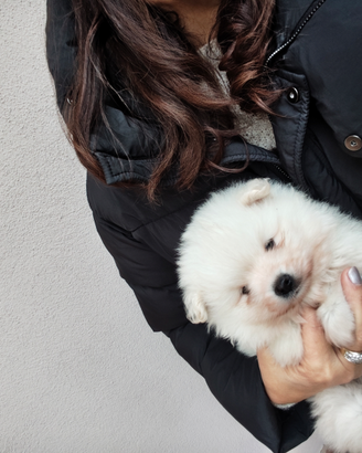 Winnie volpino della Pomerania