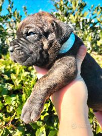Bandog