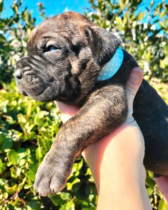Bandog