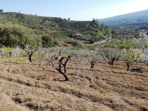 Uliveto in viale Tommaso Fazello, Linguaglossa