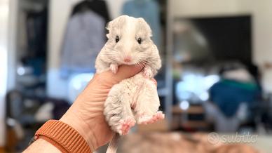 Chinchilla