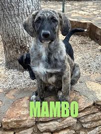 MAMBO nato a febbraio 2025