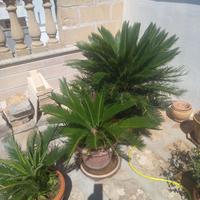 Cycas