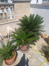 Cycas