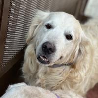 Femmina golden retriver per accoppiamento