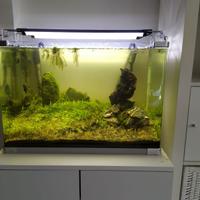 Set Acquario Professionale Aquascaping -