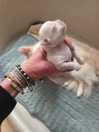 Disponibili alla prenotazione chihuahua maschio ci