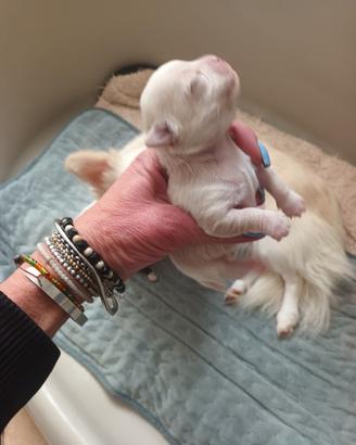 Disponibili alla prenotazione chihuahua maschio ci