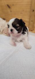 Cucciola di Shihtzu tricolore