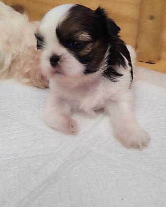 Cucciola di Shihtzu tricolore