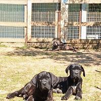 Cuccioli di Cane Corso