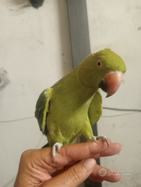 Parrocchetto dal collare