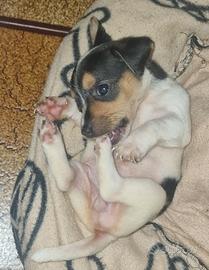 Cuccioli di Jack Russell Terrier