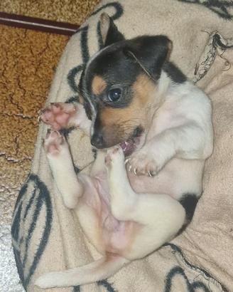 Cuccioli di Jack Russell Terrier