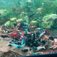 Caridine taiwan bee blue bolt