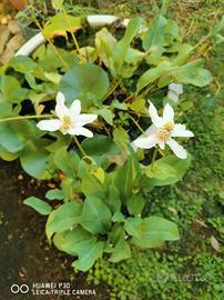 anemopsis californica in vaso